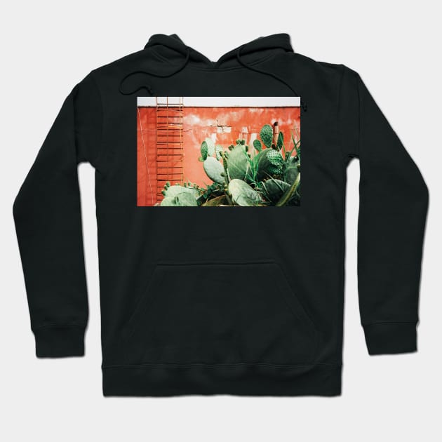 Closeup on Cacti Growing in Front of Shabby Red Wall Shot on Porta 400 Hoodie by visualspectrum